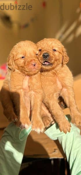 Perfect Golden Retriever puppies 5