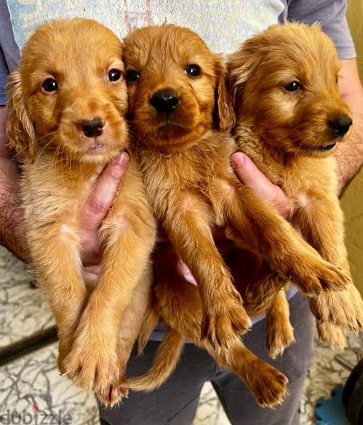 Perfect Golden Retriever puppies 6
