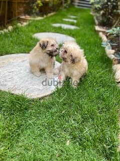 Female Shih Tzu Puppies
