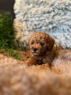 Red Super Tiny Toy Poodle Teacup