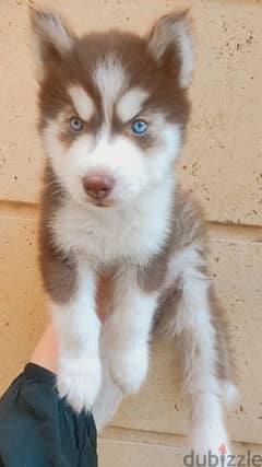 Vaccinated siberian husky puppy for sale