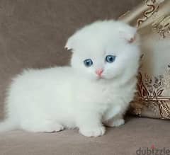 Munchkin kitten Male From Russia