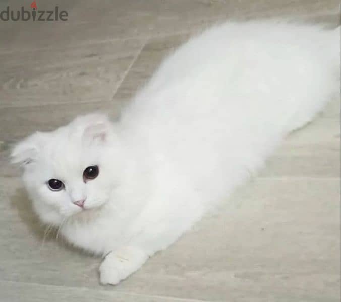 Munchkin kitten Male From Russia 2
