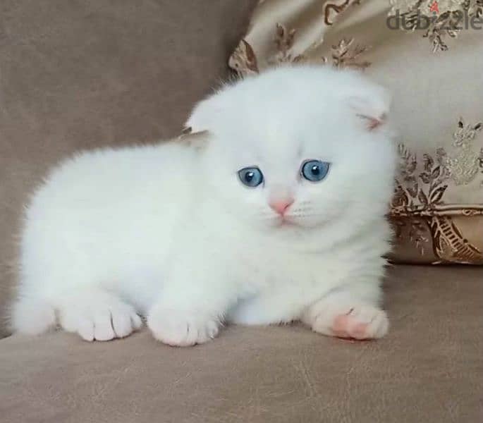 Munchkin kitten Male From Russia 3