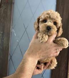 Maltipoo puppies F1 Males From Russia