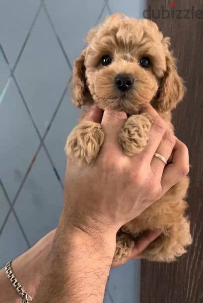 Maltipoo puppies F1 Males From Russia 1