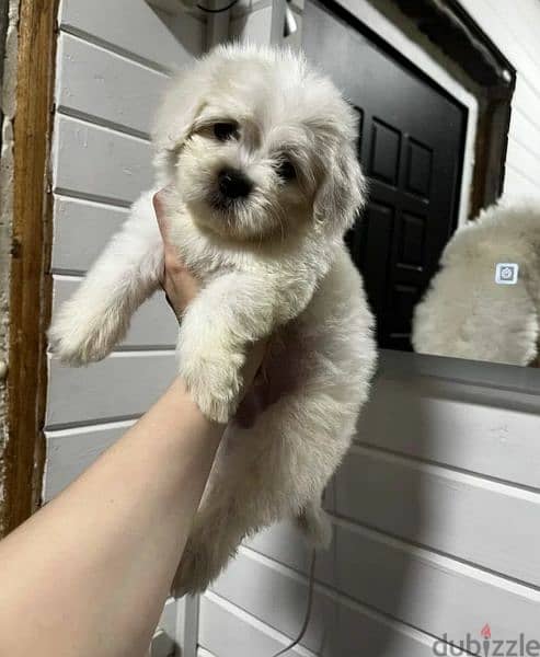 Maltipoo puppies F1 Males From Russia 2