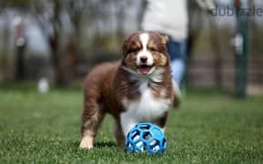 Australian shepherd puppy From Russia With all documents 0