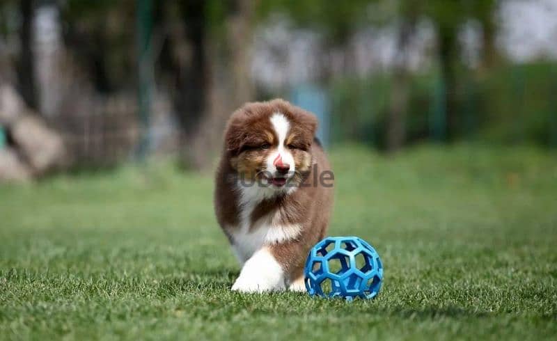 Australian shepherd puppy From Russia With all documents 1