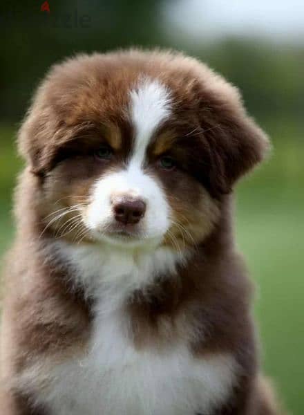 Australian shepherd puppy From Russia With all documents 3