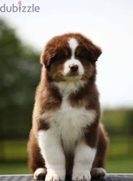 Australian shepherd puppy From Russia With all documents 4