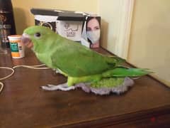 Baby parrot 0