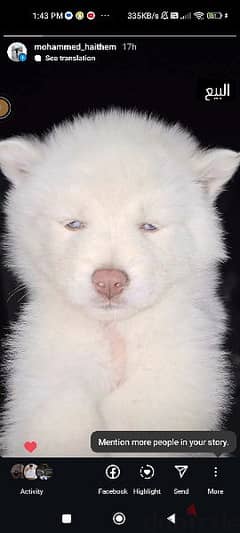 كلبة هاسكي اصلي عمرها 3 اشهر السعر 5000