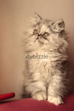 لهواة التميز والرقي اجمل قطة كيتن شانشيلا بيرشن زورار لون مميز 50 يوم