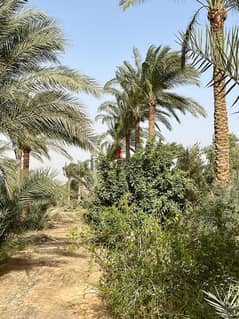 أرض زراعية طريق القاهرة الفيوم