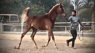 حصان عربى عبيان بالاوراق