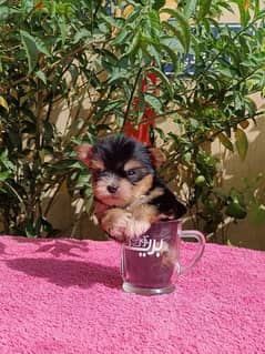 Yorkshire puppy teacup vaccinated يورك شير