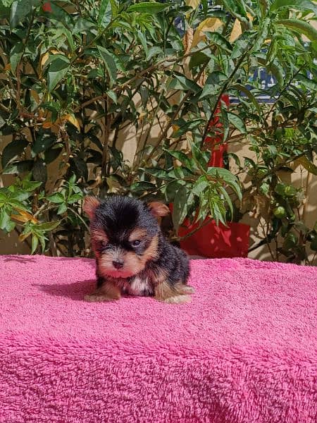 Yorkshire puppy teacup vaccinated يورك شير 1