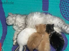 4 قطط شيرزاى للبيع