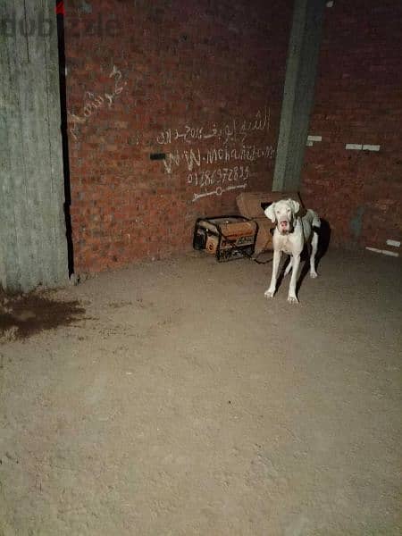 جريت دان  great dane داخلة على حيض dog كلب 1