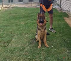 كلب جيرمان شيبرد ٧ شهور