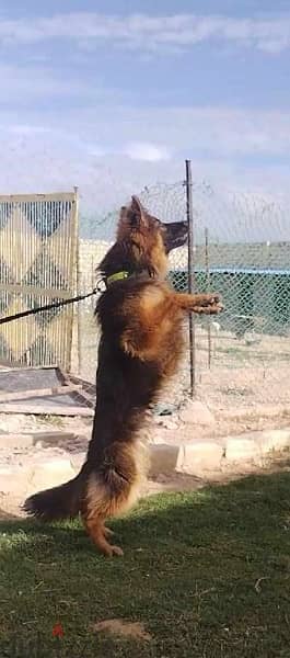 كلب جيرمان شيبرد ٧ شهور 1