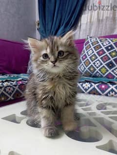 قطه شيرازي انثي