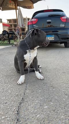 Male American Staffordshire Terrier