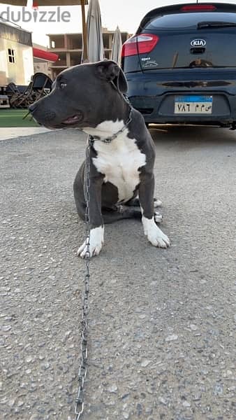 Male American Staffordshire Terrier 1