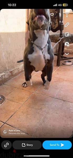 Male American Staffordshire Terrier 2