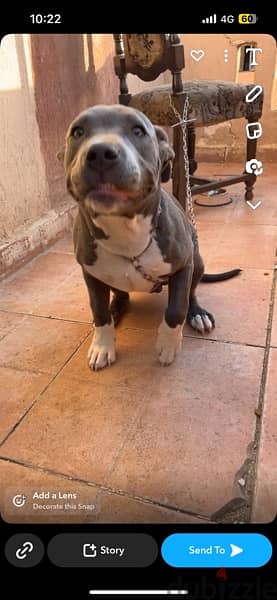 Male American Staffordshire Terrier 3