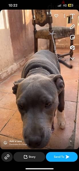 Male American Staffordshire Terrier 4