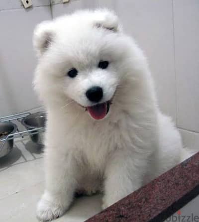 samoyed puppies افضل جراء سامويد