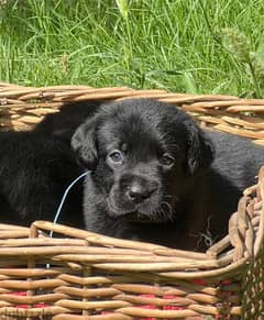super quality black Labrador