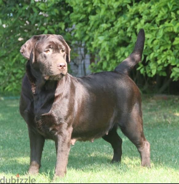 Black Labrador good quality 12
