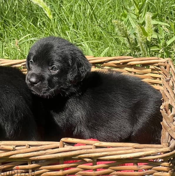 super quality black Labrador 9
