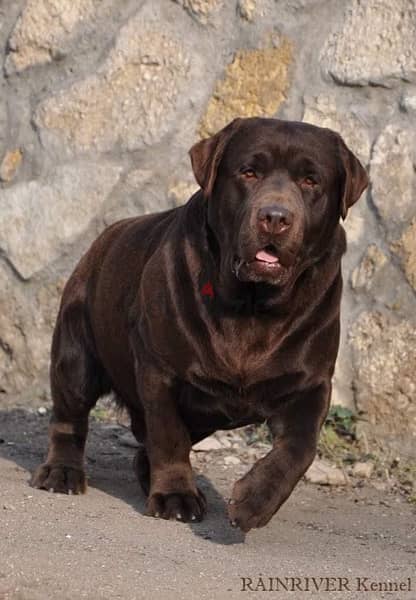 super quality black Labrador 10