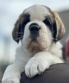 saint Bernard Male From Russia with all documents