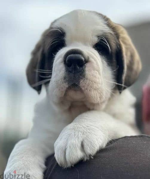 saint Bernard Male From Russia with all documents 0