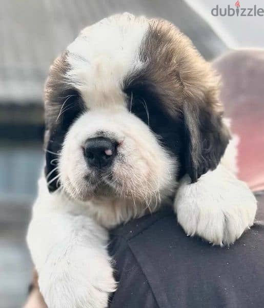saint Bernard Male From Russia with all documents 1