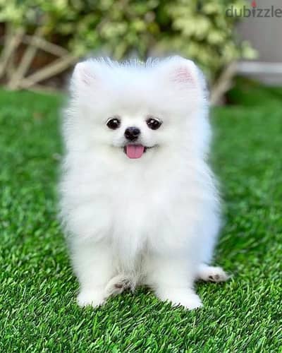 توى بومرينيان اعلى مستوى بومرنيان Pomeranian toy