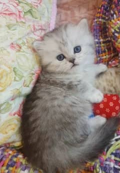 Munchkin kitten from Russia