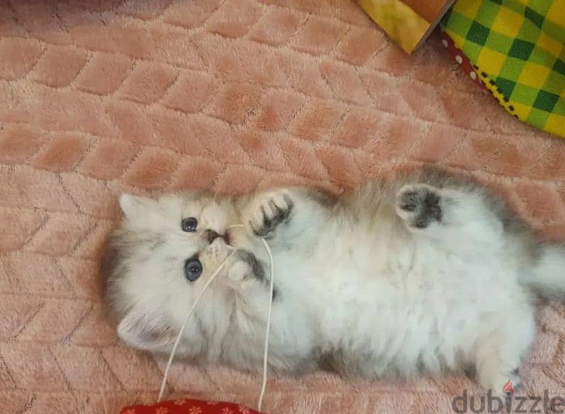 Munchkin kitten from Russia 1