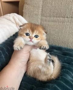 Scottish fold from Russia with all documents 0