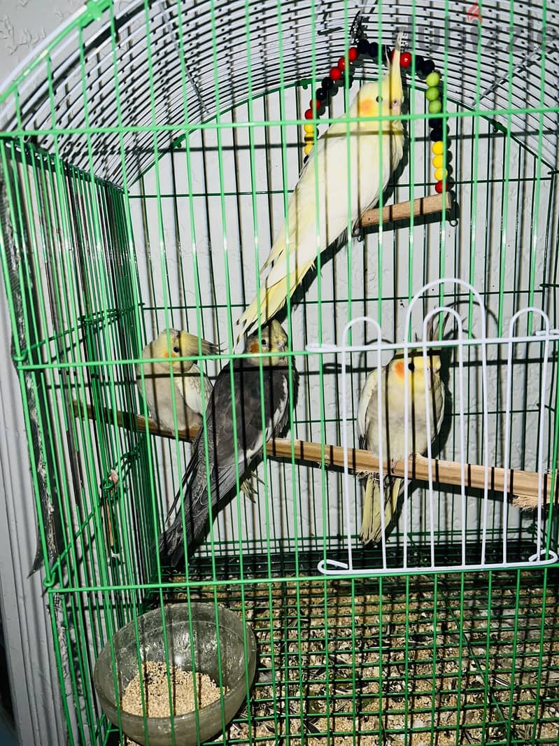 Parrots 4
