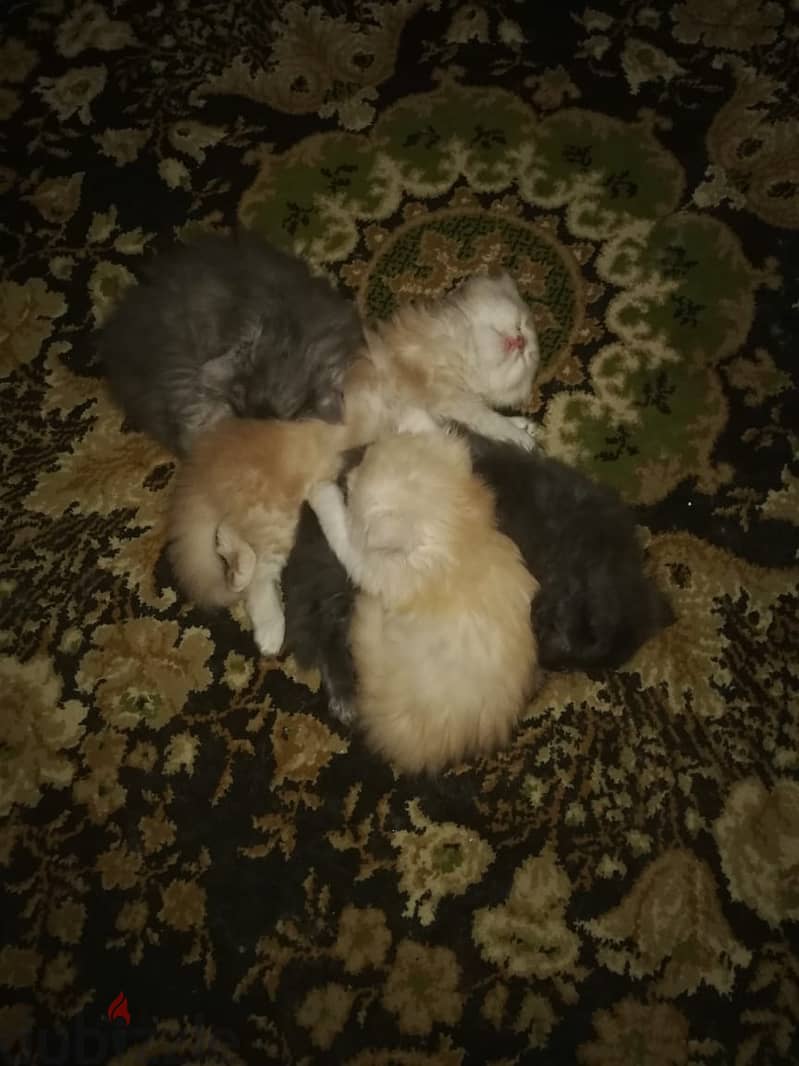 ٤ قطط شيرازي بيور عمر شهرين 5