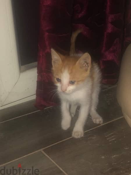 Kitten for adoption قطة للتبني 1