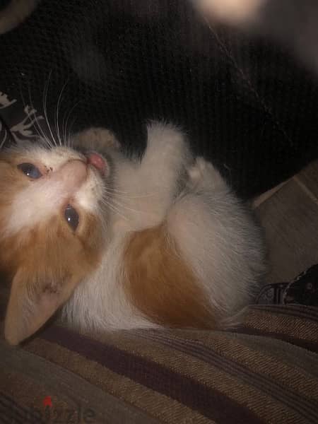 Kitten for adoption قطة للتبني 3