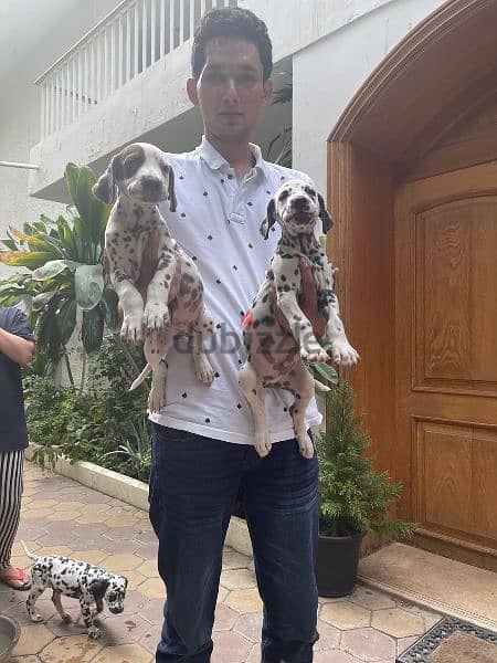 Dalmatian puppies males and females 1
