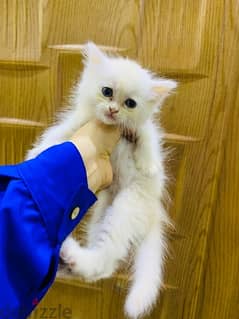 قطط شيرازي بيور مون فيس ( للبيع )